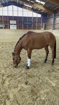 Qualitätsvolles Deutsches Reitpony, Laura Rögner, Pferd kaufen, Ansfelden