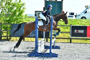 Quality Top Class Eventing Prospect, Tricia , Horses For Sale, Bridgwater 