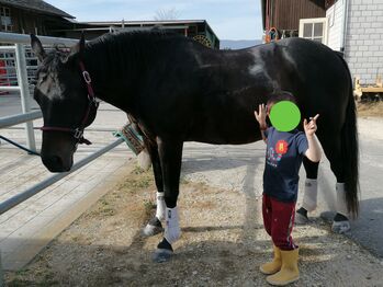 Pferd kaufen: Quarter Horse Stute zu verkaufen Quarter Horse Stute zu verkaufen, Chantal, Pferd kaufen, Gossliwil