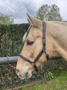 Quarter Horse Wallach, 13 Jahre, Leonor Steinberger, Horses For Sale, Saarbrücken 