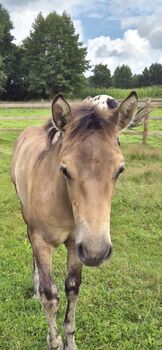 Pferd kaufen: Quarter X Appaloosa Stutfohlen Quarter X Appaloosa Stutfohlen, VdBerg, Pferd kaufen, Wietmarschen