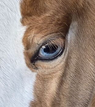 Pferd kaufen: Quarterhorse Stute von 04/2025, Chestnut Rabicano, Reining Quarterhorse Stute von 04/2025, Chestnut Rabicano, Reining, Kathi, Pferd kaufen, Harpstedt