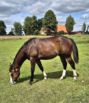 Pferd kaufen: Quarterhorse Wallach von 05/2024, Allround/Foundation Quarterhorse Wallach von 05/2024, Allround/Foundation, Kathi, Pferd kaufen, Harpstedt