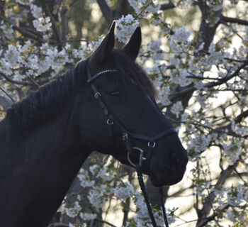 Rambo Micklem Warmblut schwarz, Horseware  Original Competition Bridle , Johanna Dommnich , Trensen, Groß Kreutz