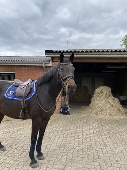 Reitbeteiligung auf ehemaligen Sportpferd, Marie, Pferd kaufen, Hamburg