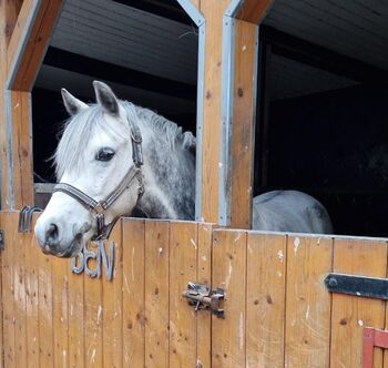 Reitponywallach, Dr. Schoenberg, Pferd kaufen, Haibach ob der Donau