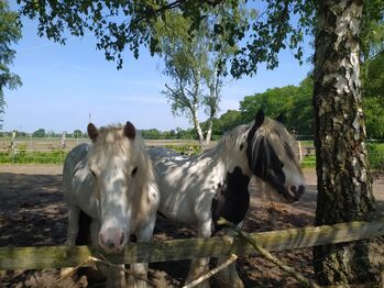 Gerittene, gefahrene Tinkerstute, Familie, Horses For Sale, Rahden