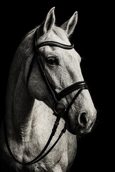 Pferd kaufen: Schimmelstute Warmblut Schimmelstute Warmblut, Patty , Pferd kaufen, Heringen/Helme
