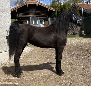 Pferd kaufen: Schönheit Gelina sucht Lebensplatz Schönheit Gelina sucht Lebensplatz, Friedhelm Hanusch , Pferd kaufen, Feldkirchen