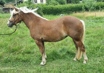 Pferd kaufen: Schwarzwälder Kaltblut Stute Schwarzwälder Kaltblut Stute, Véronique Heitz, Pferd kaufen, Dachsberg