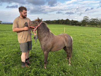 Horses For Sale Section a colt Section a colt, Hari, Horses For Sale, Denbigh