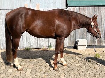 sehr coole und talentierte Paint Horse Stute, Kerstin Rehbehn (Pferdemarketing Ost), Pferd kaufen, Nienburg