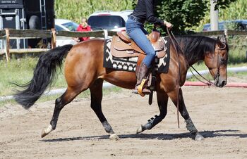 sehr feine und brave Quarter Horse Stute, Kerstin Rehbehn (Pferdemarketing Ost), Pferd kaufen, Nienburg