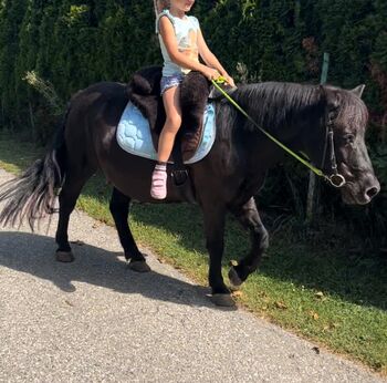 Shetland Pony, Andrea , Horses For Sale, Tainach