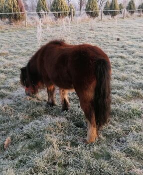 Shetlandpony, Hans, Pferd kaufen, Blomberg