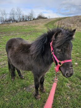 Shetty stute, Daline, Horses For Sale, Magdeburg 