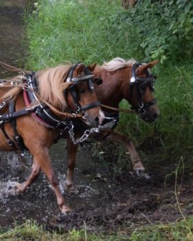 Shetty Stute, Christian Blosfeld, Horses For Sale, Sangerhausen 