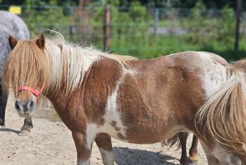 Shetty Stute, Mel, Pferd kaufen, Ostbevern 