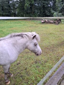 Pferd kaufen: Shettypartbredstute in Sonderfarbe Shettypartbredstute in Sonderfarbe, Bianka Hoffmann , Pferd kaufen, Apen