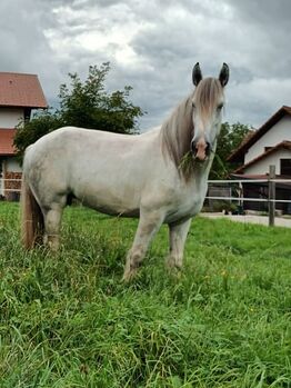 Shire Horse Stute Surprise, Manuel, Pferd kaufen, Seefeld in Tirol
