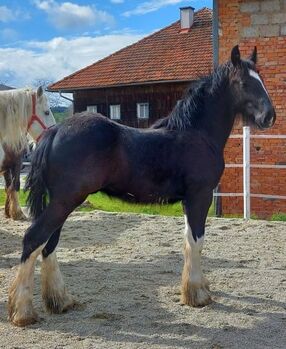 Shire Horse Wallach Babylon, Manuel, Pferd kaufen, Seefeld in Tirol