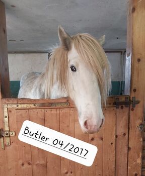 Shire Horse Wallach Butler, Manuel, Pferd kaufen, Seefeld in Tirol