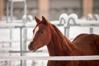 Pferd kaufen: Shock In Love - Ausdrucksstarke Quarter Horse Stute mit Turnierpotenzial Shock In Love - Ausdrucksstarke Quarter Horse Stute mit Turnierpotenzial, Kerstin Rehbehn (Pferdemarketing Ost), Pferd kaufen, Nienburg