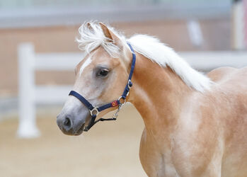 Showman DH der seinem Namen gerecht wird, Helga Dorfner, Horses For Sale, Ternberg