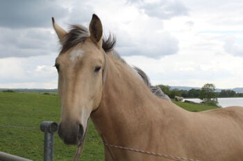 Pferd kaufen: Sioux Deutsches WARMBLUT in SONDERLACKIERUNG Goldglänzener Goldfalbe Sioux Deutsches WARMBLUT in SONDERLACKIERUNG Goldglänzener Goldfalbe, Sioux, Pferd kaufen, Neustadt/Orla