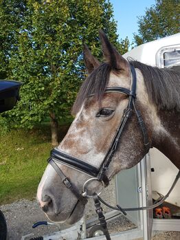 Trense grau unterlegt, Loesdau, Christine , Bridles & Headstalls, Gammertingen