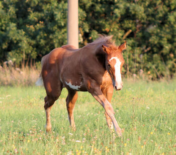 sorrel overo splash Paint Horse Stutfohlen mit blauem Auge, Kerstin Rehbehn (Pferdemarketing Ost), Pferd kaufen, Nienburg