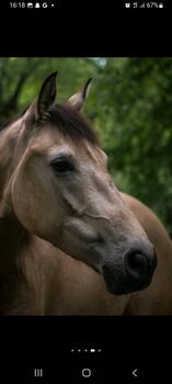 Spanier Traumwallach zu Verkaufen, Anna Zoch, Horses For Sale, Heinsberg