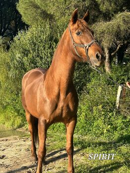 Pferd kaufen: Sprit - Tolle Cruzadostute sucht tolles Zuhause Sprit - Tolle Cruzadostute sucht tolles Zuhause, Hannah & Ilario, Pferd kaufen, Zernez