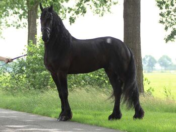Horses For Sale Stunning Black Friesian Gelding Horse Stunning Black Friesian Gelding Horse, Billy, Horses For Sale, Sacramento