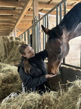 Ich suche eine Reitbeteiligung, Amy, Reitbeteiligungen, Westerstede