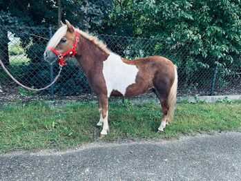 Süße Shetty Stute auf der Suche nach einem neuen Zuhause, Sport- und Freizeitpferde Fuchs, Pferd kaufen, Ellgau