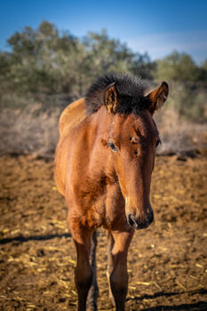 Süsses PRE Stutfohlen mit Prl gen YM / full papers, Post-Your-Horse.com (Caballoria S.L.), Horses For Sale, Rafelguaraf