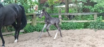 Superschickes Hengstfohlen, Beate Arentz, Horses For Sale, Haltern am See