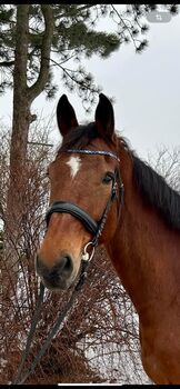 Super Freizeit und Turnierpferd!, Pferdeglück, Horses For Sale, Pelmberg