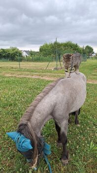 Pferd kaufen: Super liebe Shetland Ponys Super liebe Shetland Ponys, Sabine , Pferd kaufen, Bühl