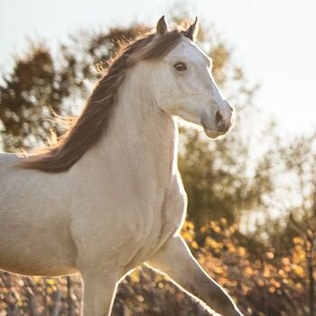Pferd kaufen: Super schicker Welsh Cob in Sonderlackierung Super schicker Welsh Cob in Sonderlackierung, Nadja Klement , Pferd kaufen, Enzersdorf/Fischa