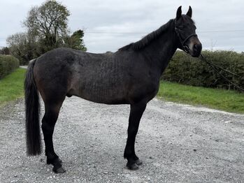 Horses For Sale 🌟super sweet All-rounder gelding - 6yo Connemara X ISH 🌟 🌟super sweet All-rounder gelding - 6yo Connemara X ISH 🌟, Mia, Horses For Sale, Athlone