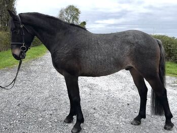 Horses For Sale 🌟super sweet All-rounder gelding - 6yo Connemara X ISH 🌟 🌟super sweet All-rounder gelding - 6yo Connemara X ISH 🌟, Mia, Horses For Sale, Athlone