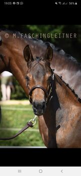 Pferd kaufen: Talentiertes Stutfohlen zu verkaufen Talentiertes Stutfohlen zu verkaufen, Christina Eibler/Michael Haas , Pferd kaufen, Klöch