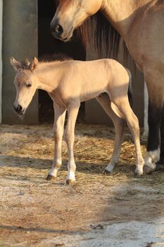 Thaddäus 3, Doris, Horses For Sale, Andorf