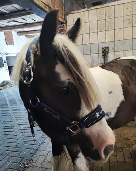 Tinker Wallach geritten und gefahren, Tanja Künstner , Horses For Sale, Sassenberg 