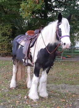 Pferd kaufen: Tinker Gypsy Horse Cob Tinker Gypsy Horse Cob, Karin , Pferd kaufen, Zetel