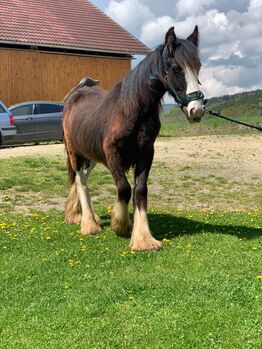 Tinker Jessica hoffmann, Jessica Hoffmann, Horses For Sale, Steyr 