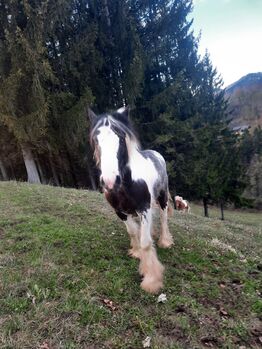 Tinkerstute, Kronsteiner , Horses For Sale, Opponitz