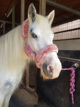 Tinker Mix, Sabine Ebert, Horses For Sale, Arnsberg